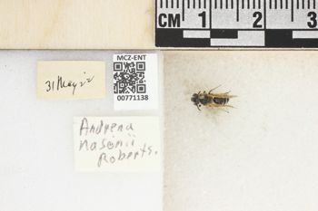 Media type: image;   Entomology 771138 Aspect: Labels